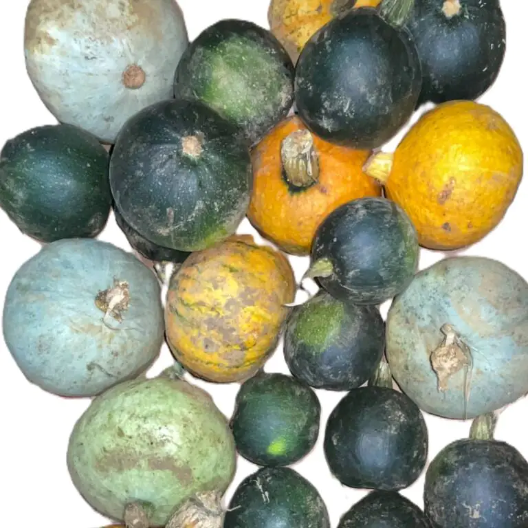 mixed squash.webp